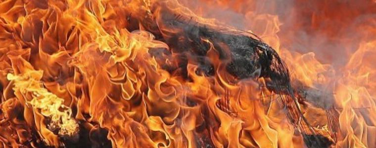 Пожар гори в Лондонския зоопарк