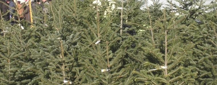 СИДП: Не купувайте коледни дръвчета без контролни пластини