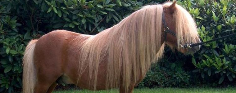 Шотландско пони ще е атракция на Тодоровден в Малка Смолница