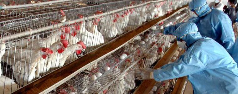 Заседание на Областната епизоотична комисия във връзка с откритото огнище на птичи грип /ВИДЕО/