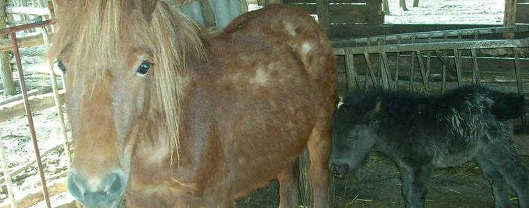 В Зоопарка в Добрич се роди пони