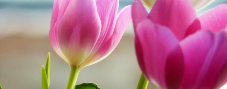 Без промяна във времето утре, понеделник, 14 май