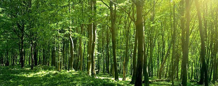 В ДЛС „Тервел” подпомагат растежа на церови фиданки