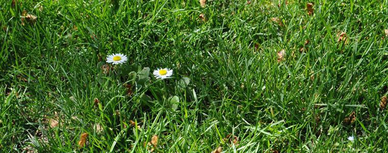 Повторно  дезакаризационно обработиха тревните площи в Каварна