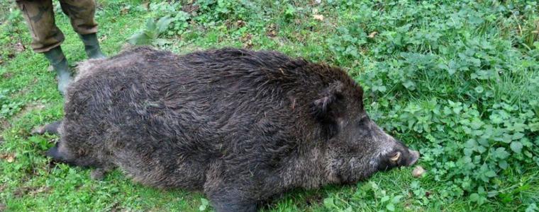 ОДБХ Добрич изпрати проба от диво прасе, намерено на територията на община Шабла