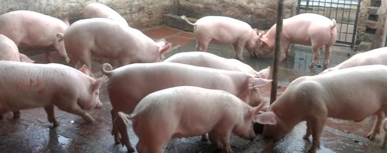 Заразено с антракс прасе намериха в Румъния