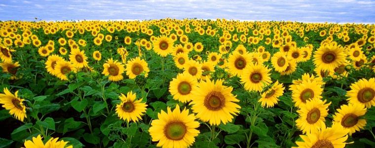 По-високи добиви от пролетниците в Добруджа