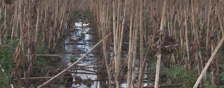 Тресавище в нивите край Бранище заради "престъпна небрежност" на ВиК служители (ВИДЕО)