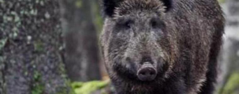 Започва груповият лов на дива свиня. Има ограничения заради чумата