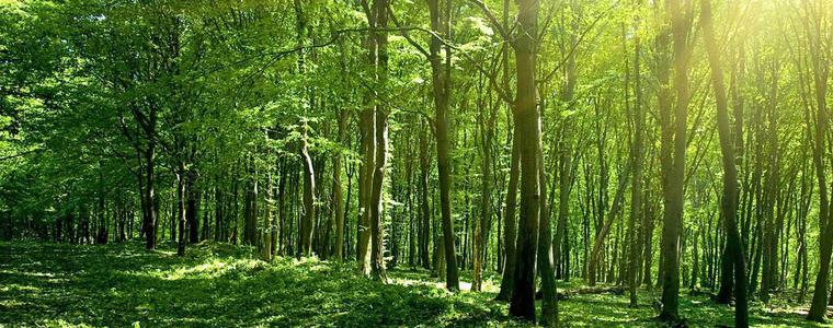 71 дка нови гори ще има в Добричко