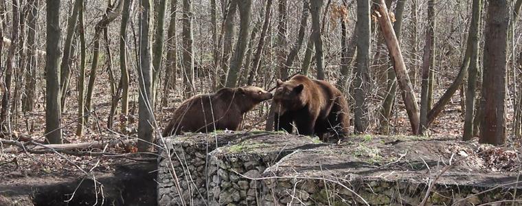 Берна и Коцето се събудиха от зимен сън, скоро ще имат и водопад (ВИДЕО)