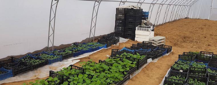 В "Чудната градина" днес продават за по левче пресен лук и чесън