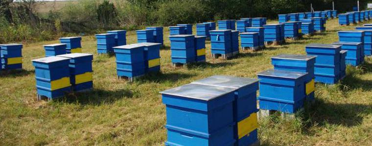 Пчелари сигнализират за отровени пчелни семейства