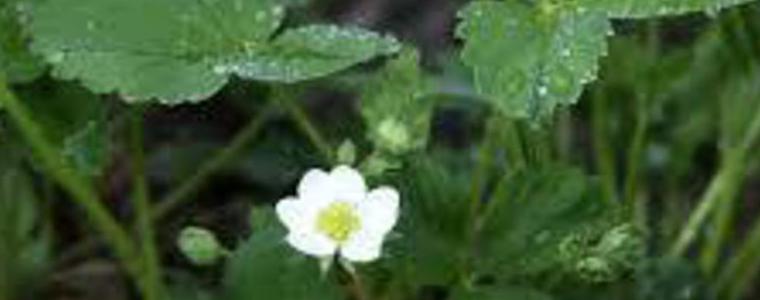 Прогноза за времето в петък