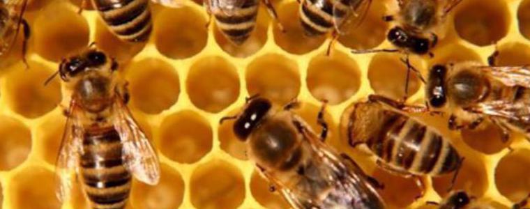  Само в Пчелник и Албена 240 пчелни семейства погубени