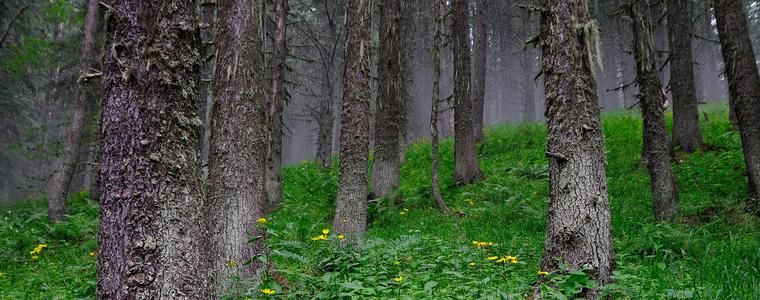 Сто декара гори от ДЛС-Балчик са изгорели от началото на годината до момента
