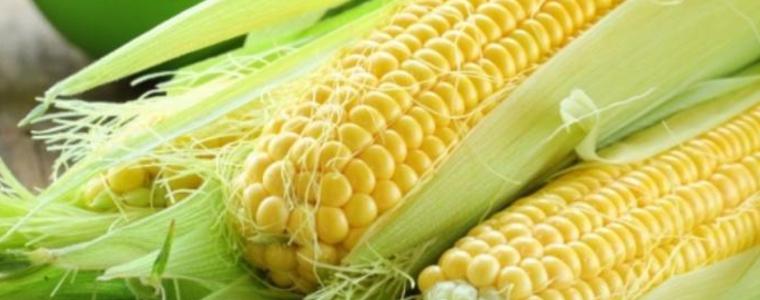 Усилено сеят царевица и слънчоглед