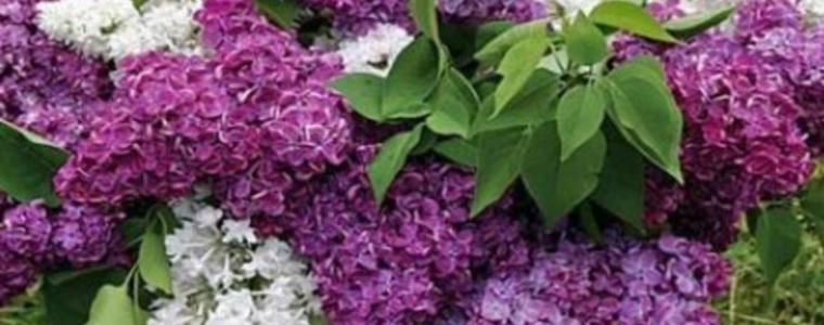 Променлива облачност и утре, 2 май, четвъртък