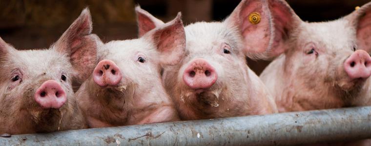 Милиони прасета изклани в Азия заради чума