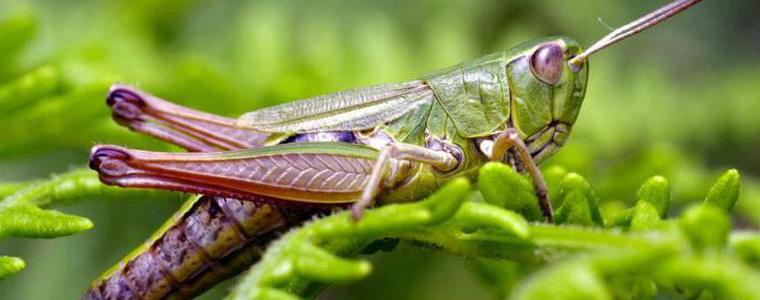 Нашествие на милиони скакалци на остров Сардиния, унищожили са около 2000 хектара