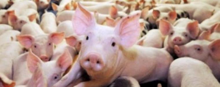 Гърция въведе извънредни мерки за защита от африканска чума по свинете