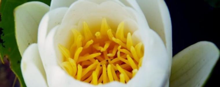 В Чернобил разцъфнаха огромни водни лилии