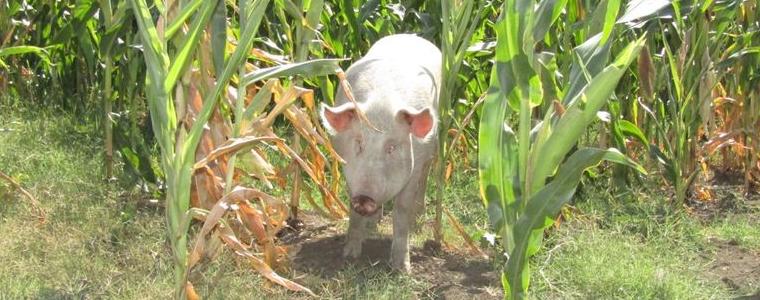 Днес започва ликвидирането на прасета в задните дворове