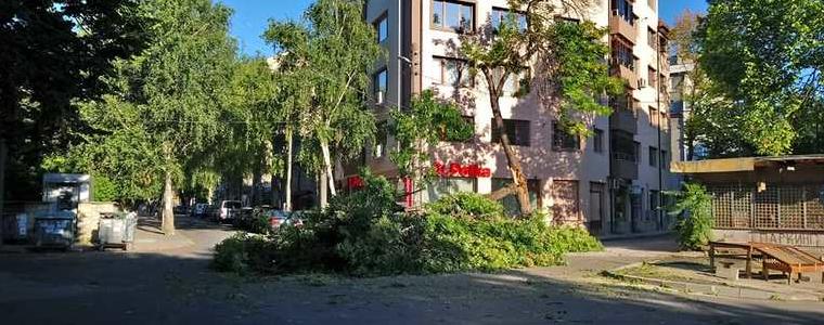 Дърво се разполови на кръстовище по ул. „Георги Кирков” (СНИМКИ)