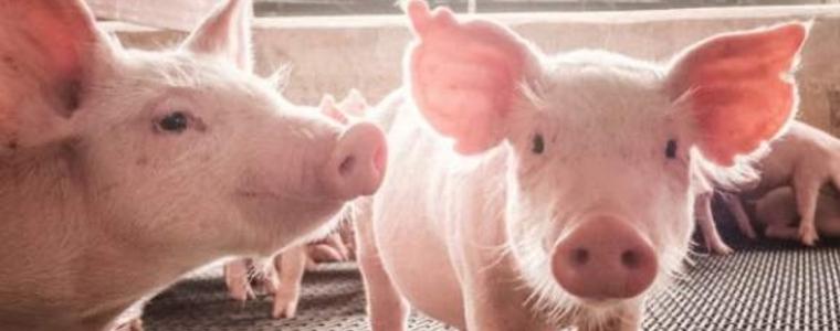 Експерт: Работи се по ваксина срещу чумата по свинете  