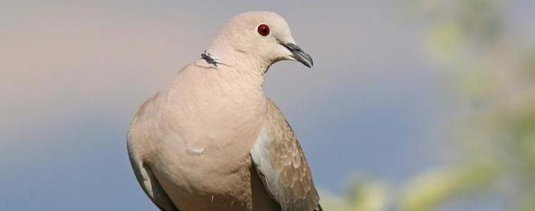 На 10 август се открива ловният сезон за прелетен дивеч