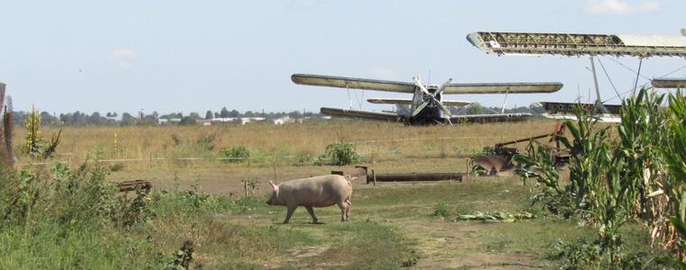 Около 150 прасета в частен двор гледа стопанин до военното летище в Добрич