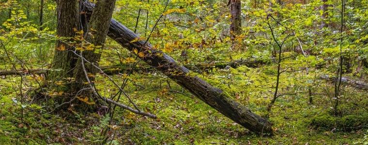 От 1 октомври приемат документи за изкупуване на малки горски имоти, собственост на физически лица