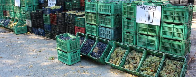 Търговци на грозде: Търсенето е голямо и реколтата е добра (ВИДЕО)