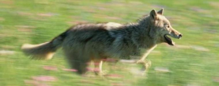 Ваксинация срещу бяс по дивите животни започва на 29 октомври от летище Балчик