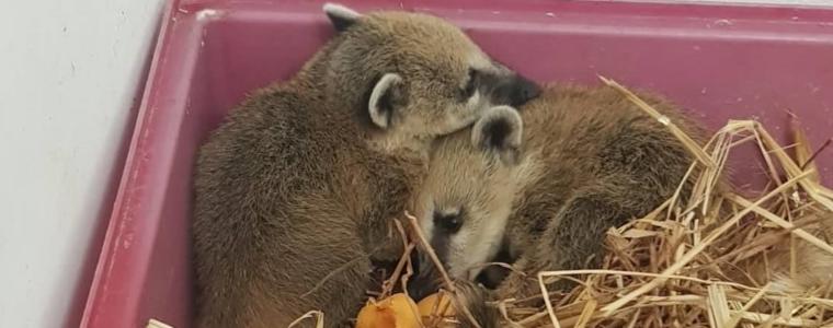 Носатите мечета Ин и Ян – част от новодомците в добричкия зооцентър (ВИДЕО)