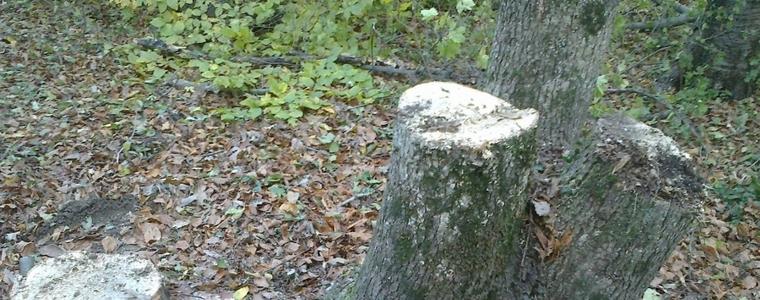 10 акта са съставили горските в областта при проверките за първата седмица на 2020 г. 