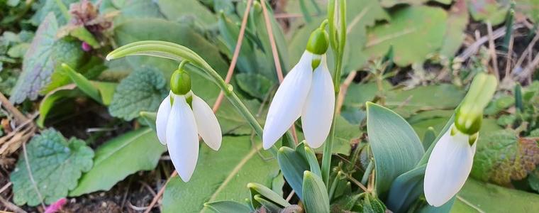 Топло е . Кокичетата се показаха.