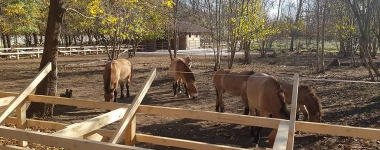В зоопарка очакват коледни елхички – лакомство за животните