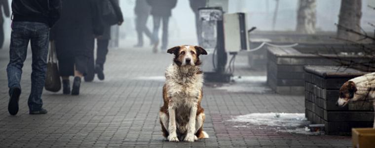Изложбата “Осинови любовта”, посветена на бездомните животни, ще гостува в Добрич 