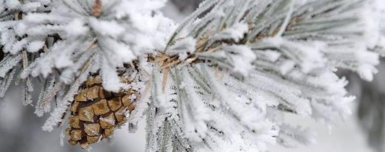На сигнали за 10 паднали дървета са реагирали служителите на пожарната
