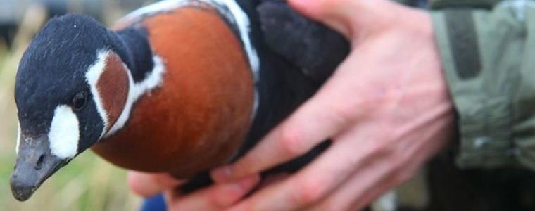 Успешно поставени предаватели на червеногуши гъски на Дуранкулашкото езеро