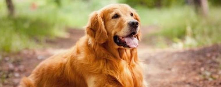 Обучават кучета да откриват COVID-19