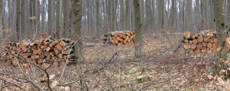 Продължават посегателствата в горите въпреки топлото време