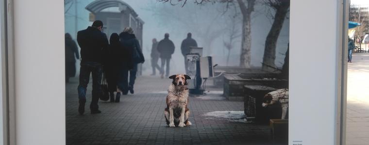 Явор Гечев: Благодарение на инициативата „Осинови.ме”все повече бездомни животни намират свой дом