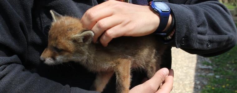 Лисичето Вълчо е най-новият обитател на ЦЗПЖ в Добрич (ВИДЕО)