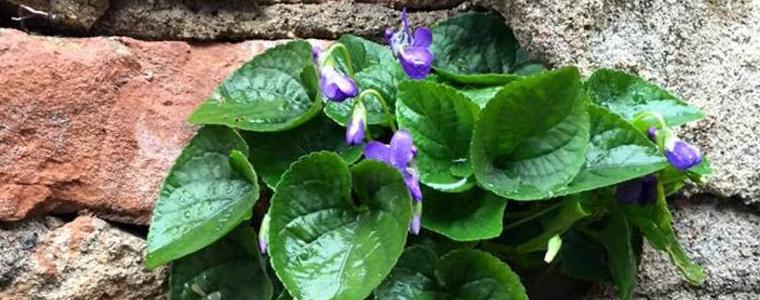  Облачен ще е Светлият понеделник