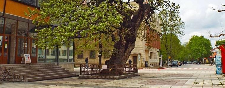 Одобрен e проект на община Тервел  за вътрешната част на площад „Старият дъб“