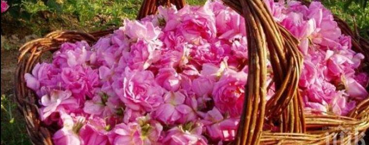 Свършиха свободните места за  розоберачи в  Славеево