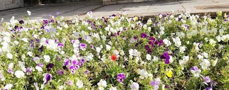 Цветята в обществените градинки в Каварна често стават обект на посегателство
