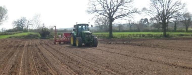 Над 800 хиляди дка със слънчоглед засяха стопаните в Добруджа